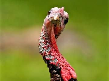 alt-6745dd74df6a5