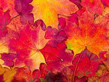 autumn