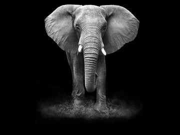black and white photo of an elephant isolated on a black background
