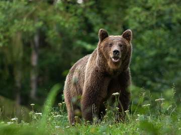 brown bear in woods