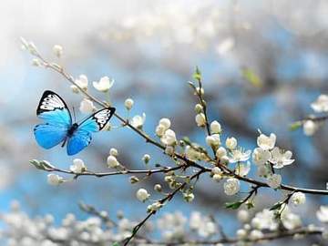 butterfly landing on flower buds