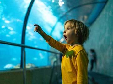 child at aquarium pointing in wonder