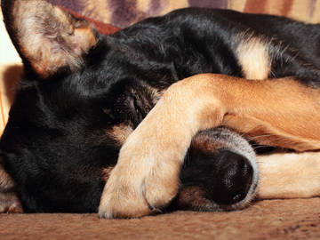 dog covering face