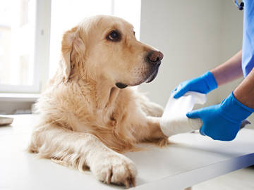 dog getting leg wrapped