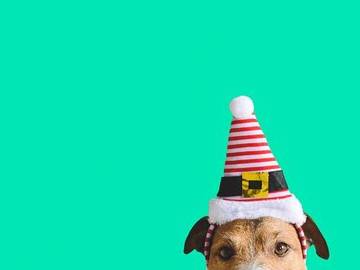 dog-with-elf-hat