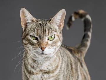 dour vs dower stern cat photo