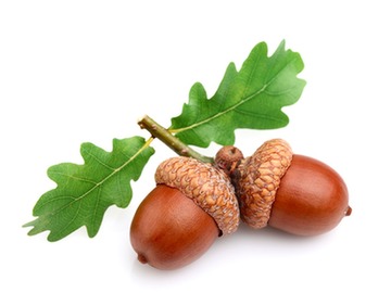 eggcorn i mean acorn