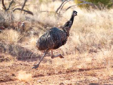 emu running
