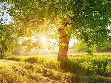 field in sunshine
