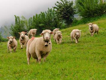 flock of sheep with bells around their necks