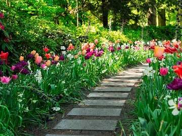garden path with tulips