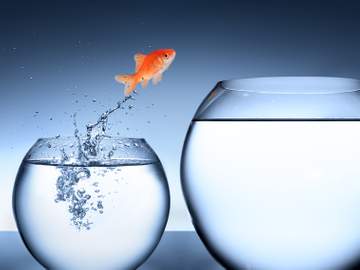 goldfish jumping from small bowl to larger
