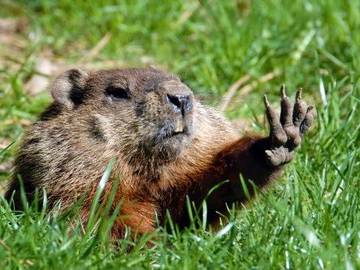 groundhog-raising-paw