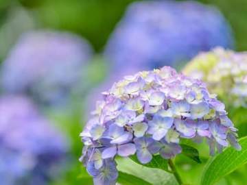 hydrangea flower
