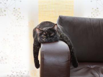 i am a bored and uninterested cat do you have something to say to me too bad i do not care