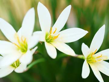 lily flowers