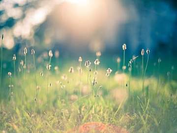 meadow in morning sunlight