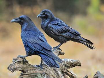pair of common ravens on an old stump