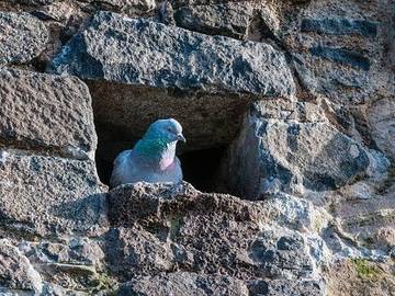 pigeon-in-rock-wall