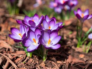 purple crocuses