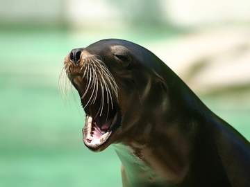 sea lion barking