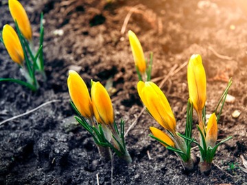 spring