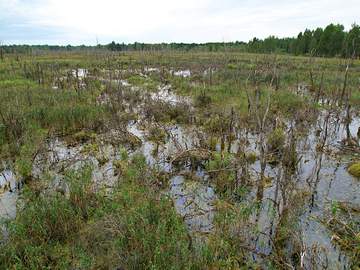 swamp with trees