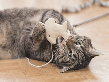 tabby
