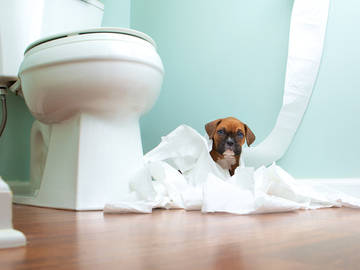 toilet