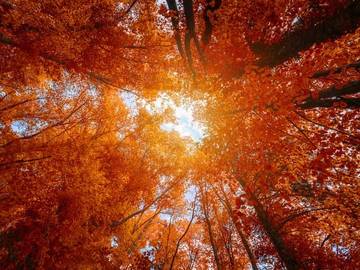 trees-in-fall