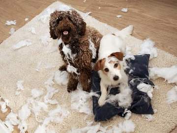 two dogs who have pulled a pillow apart