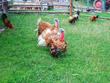 two turkeys on farm