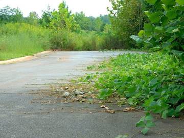 vines-creeping-across-road