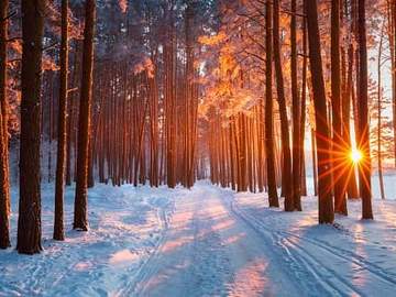 wooded winter lane at sunset