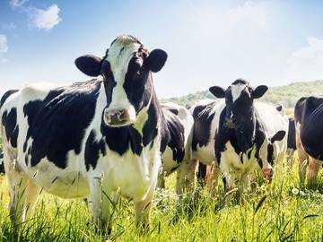 words of the week march 22 2019 cows photo