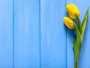 yellow-flowers-on-blue-background
