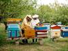 Word of the Day: apiary