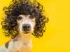 Word of the Day: coiffure