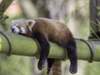 Word of the Day: languid