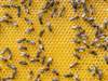 Word of the Day: hive mind