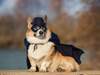 Word of the Day: incognito