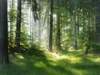 Word of the Day: glade