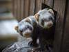 Word of the Day: ferret