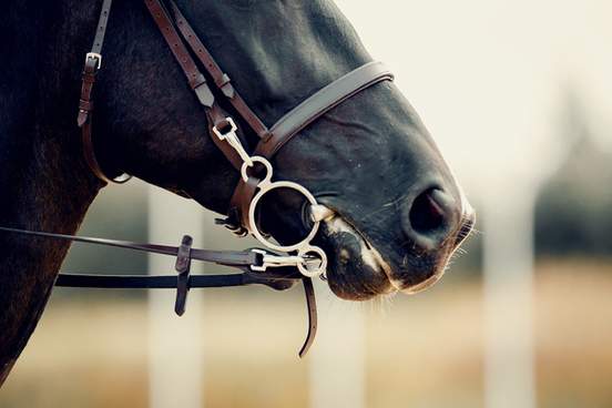  portrait sports stallion in the bridle 