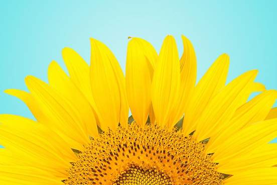 a closeup of a sunflower
