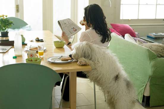 a dog steals a womans toast behind her back