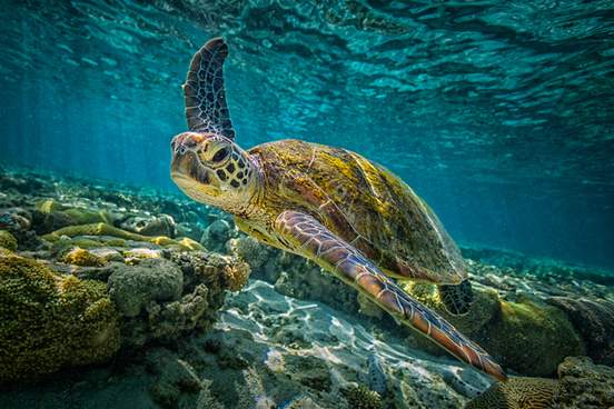 a green turtle swims through the pristine waters of the great barrier reef in queensland australia