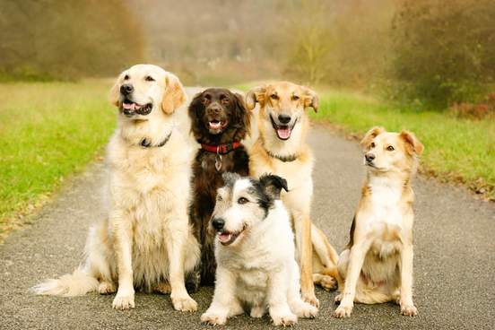 a group of five dogs sitting in the wood