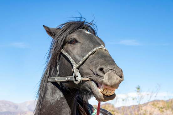 a horse smiles showing his teeth
