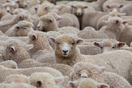 a huge heard of sheep in new zealand about to go into the shearing shed 